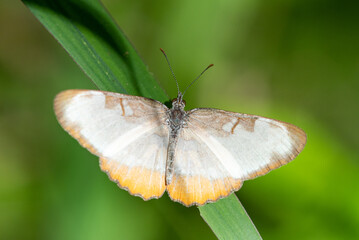 Common Mestra