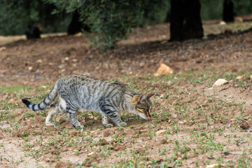 Naklejka na ściany i meble Stock photo of curious cat walking in the forest during sunny day.