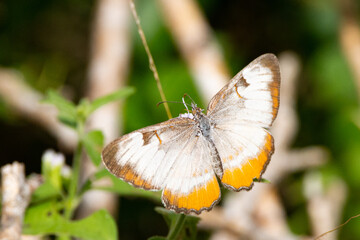 Common Mestra