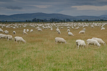 Fototapeta premium Flock of sheep Ovis aries. Southland. South Island. New Zealand.