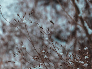 snow covered branches