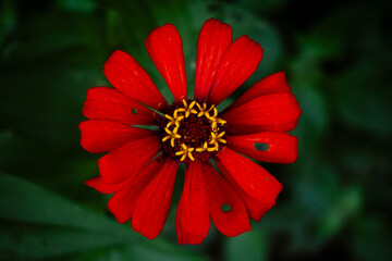 Red Zinnia Flower