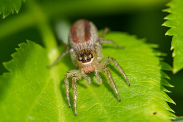 Dimorphic Jumping Spider