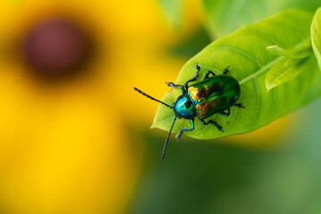 Dogbane Beetle