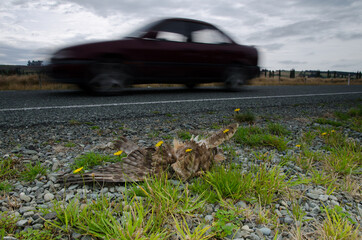 Swamp harrier Circus approximans run over. Southland. South Island. New Zealand.