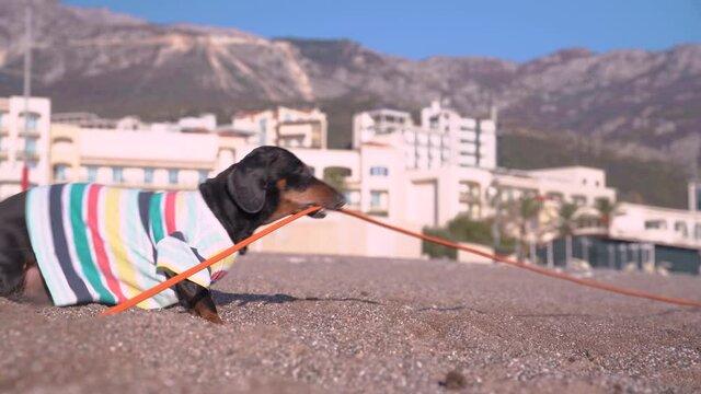 Funny dachshund dog found electric cable buried in sand while playing on beach. Incorrectly installed urban communications and environmental ecology.