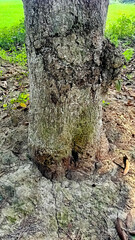 Daudpur, 2 February 2021 : mango root 