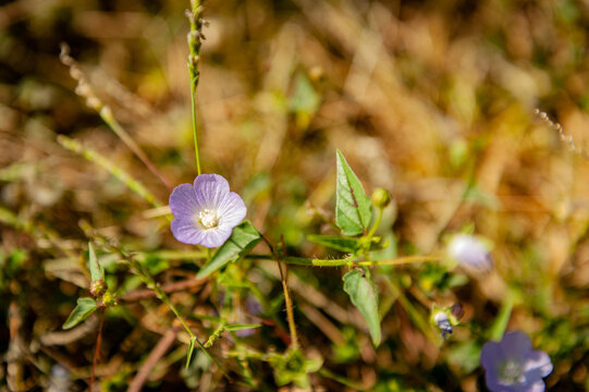 Wildflowers Series in Suchitlan