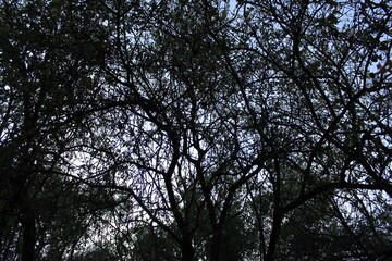 trees in the sky