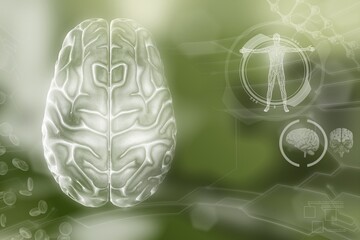 Medical 3D illustration - human brain, anatomy study concept - very detailed modern background or texture