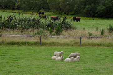 Obraz premium Herd of sheep Ovis aries resting. Waihola. Otago. South Island. New Zealand.