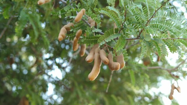 4K Tamarin fruits with green leaves on tree branch in garden. Concept of nature, agriculture.