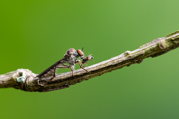 Holcocephala abdominalis