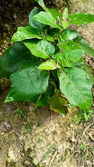 Daudpur, 2 February 2021 : Brinjal plant in the field