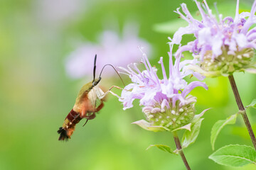 Hummingbird Clearwing Moth