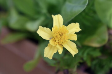 Beautiful yellow flower. Closeup. Background.