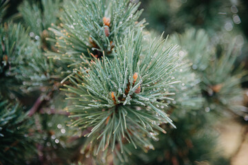 Naklejka na ściany i meble Dew drops on pine needles. Shallow depth of field