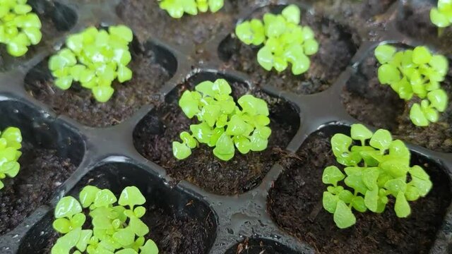 Fresh green leaves of young seedling holy basil. Ocimum tenuiflorum. Watering the plants. Agriculture and nature concept