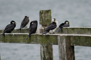 Little pied cormorants Microcarbo melanoleucos brevirostris. Otago peninsula. Otago. South Island. New Zealand.