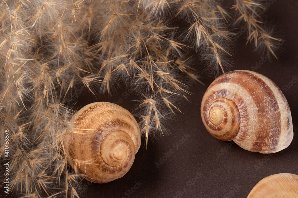 Wall mural common reed phragmites snail shell on dark background. dried flowers for decoration.