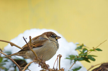 Fluffy house sparrow (or Passer domesticus) sitting on a branch, in winter