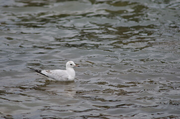 Red-billed gull Chroicocephalus novaehollandiae scopulinus. Immature. Otago peninsula. Otago. South Island. New Zealand.