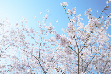 青空と桜
