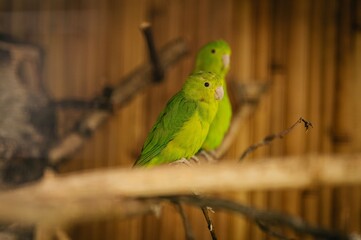 Little parrots