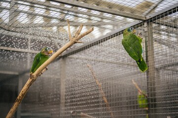 Parrots in cage