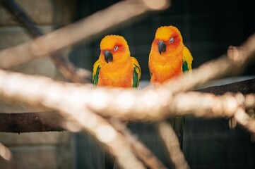 Aratinga solstitialis