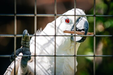 Cockattoo in cage