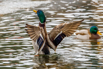 Drake Mallard (Anas platyrhynchos) duck on display flapping wings on the water during winter. Selective focus, background blur and foreground blur.
