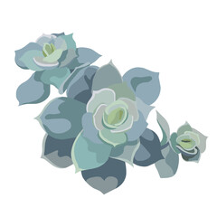 Beautiful vector Echeveria Elegance on white isolated background, isolated succulent Stone Rose as oil painted art in Flat design style, concept of House Plants, Succulents, Window Gardening, Interior