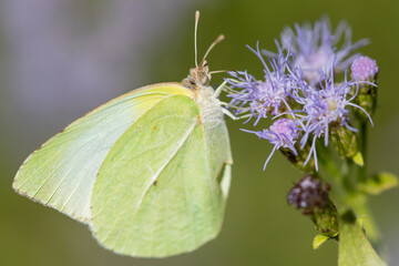 Lyside Sulphur