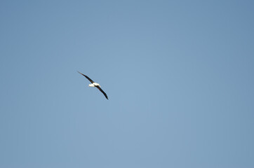 Northern royal albatross Diomedea sanfordi in flight. Taiaroa Head Wildlife Reserve. Otago Peninsula. Otago. South Island. New Zealand.