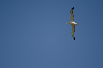 Fototapeta na wymiar Northern royal albatross Diomedea sanfordi in flight. Taiaroa Head Wildlife Reserve. Otago Peninsula. Otago. South Island. New Zealand.
