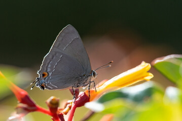 Marius Hairstreak