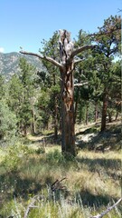 Fototapeta na wymiar Dead tree in a pine forest