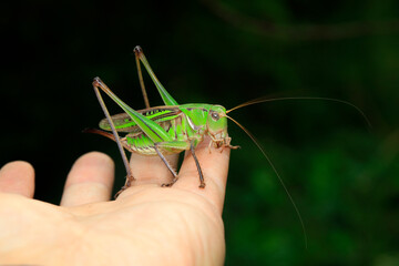 Katydids are in the hands of human beings, man and nature