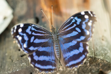 Fototapeta na wymiar Mexican Bluewing