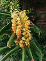 intricate yellow flowers
