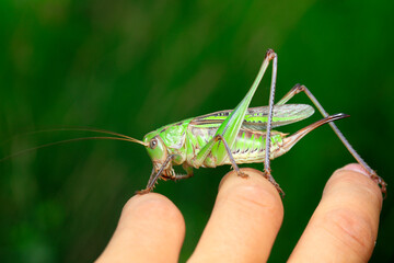 Katydids are in the hands of human beings, man and nature