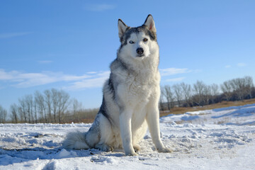 Fototapeta na wymiar Siberian Husky dog sits on a hill in the snow against the blue sky.