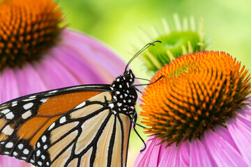 Monarch Butterfly