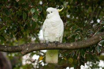 cacatua on a tree