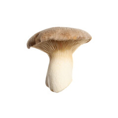 Fresh king trumpet mushroom isolated on white