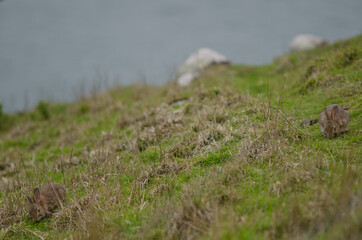 Naklejka na ściany i meble European rabbits Oryctolagus cuniculus grazing. Taiaroa Head Wildlife Reserve. Otago Peninsula. Otago. South Island. New Zealand.