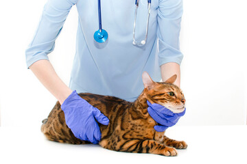 Woman veterinary hands holding examining bengal cat look at camera on white background in clinic.Pet health and cat care