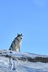 Siberian Husky dog sits on a hill in the snow against the blue sky.