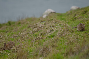 Naklejka na ściany i meble European rabbits Oryctolagus cuniculus grazing. Taiaroa Head Wildlife Reserve. Otago Peninsula. Otago. South Island. New Zealand.